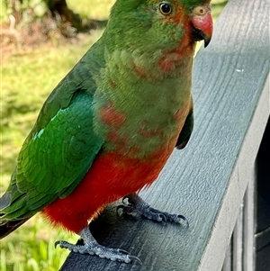 Alisterus scapularis at Emerald, VIC by GlossyGal