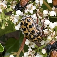 Neorrhina punctatum (Spotted flower chafer) at Bonner, ACT - 5 Dec 2024 by MegFluke