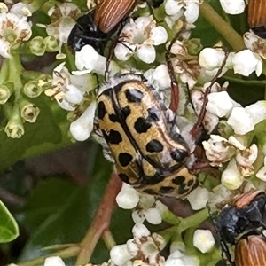 Neorrhina punctata (Spotted flower chafer) at Bonner, ACT by MegFluke