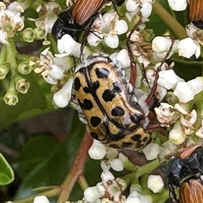 Neorrhina punctatum (Spotted flower chafer) at Bonner, ACT - 5 Dec 2024 by MegFluke