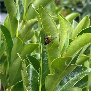 Rutilia (Chrysorutilia) sp. (genus & subgenus) at Bonner, ACT - suppressed