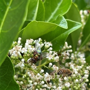 Rutilia (Chrysorutilia) sp. (genus & subgenus) at Bonner, ACT - suppressed