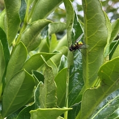 Rutilia (Chrysorutilia) sp. (genus & subgenus) at Bonner, ACT - suppressed