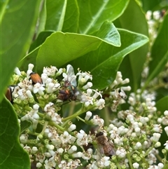 Rutilia (Chrysorutilia) sp. (genus & subgenus) at Bonner, ACT - suppressed