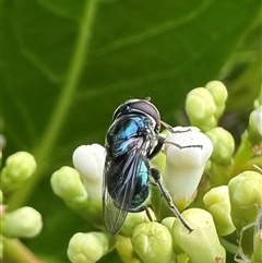 Chrysomya sp. (genus) by MegFluke