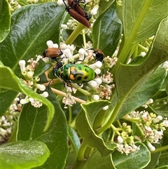 Scutiphora pedicellata (Metallic Jewel Bug) at Bonner, ACT - 5 Dec 2024 by MegFluke