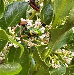 Scutiphora pedicellata at Bonner, ACT - suppressed