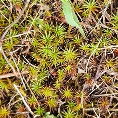 Polytrichaceae sp. (family) (A moss) at Whitlam, ACT - 5 Dec 2024 by sangio7