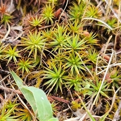 Polytrichaceae sp. (family) at Whitlam, ACT - 5 Dec 2024 07:39 AM