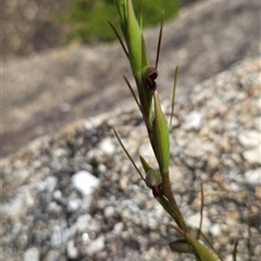 Orthoceras strictum at Wilsons Promontory, VIC - 5 Dec 2024 by BethanyDunne