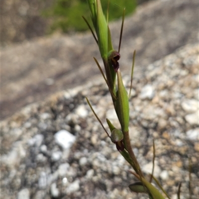 Orthoceras strictum (Horned Orchid) at Wilsons Promontory, VIC - 5 Dec 2024 by BethanyDunne