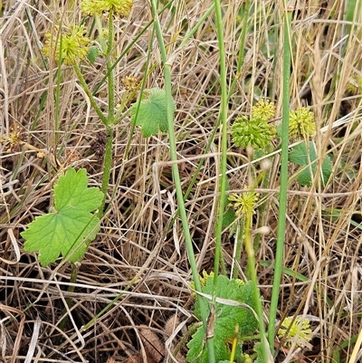 Hydrocotyle laxiflora (Stinking Pennywort) at Whitlam, ACT - 4 Dec 2024 by sangio7