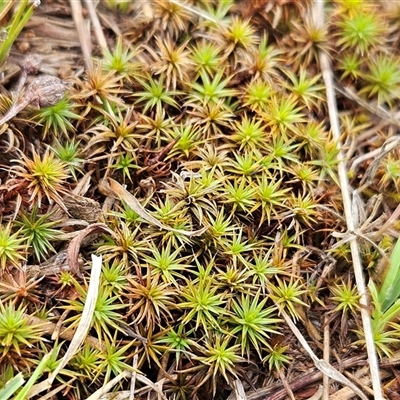 Polytrichaceae sp. (family) (A moss) at Whitlam, ACT - 5 Dec 2024 by sangio7