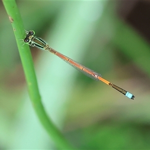 Ischnura aurora (Aurora Bluetail) at Wodonga, VIC by KylieWaldon