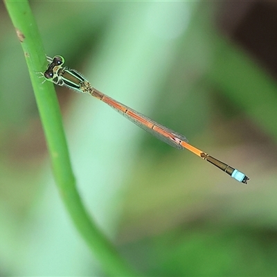 Ischnura aurora (Aurora Bluetail) at Wodonga, VIC - 30 Nov 2024 by KylieWaldon