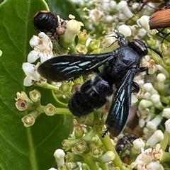 Scoliidae (family) (Unidentified Hairy Flower Wasp) at Bonner, ACT - 5 Dec 2024 by MegFluke