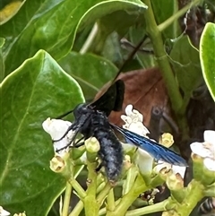 Scoliidae (family) at Bonner, ACT - suppressed