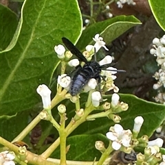 Scoliidae (family) at Bonner, ACT - suppressed