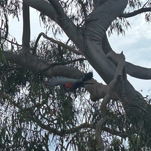 Callocephalon fimbriatum (Gang-gang Cockatoo) at Weetangera, ACT by Spar