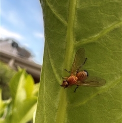 Pyrgotidae sp. (family) (A pyrgotid fly) at Bonner, ACT - 5 Dec 2024 by MegFluke