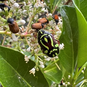 Eupoecila australasiae (Fiddler Beetle) at Bonner, ACT by MegFluke