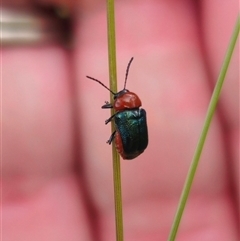 Aporocera sp. (genus) (Unidentified Aporocera leaf beetle) at Captains Flat, NSW - 5 Dec 2024 by Csteele4