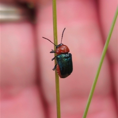 Aporocera sp. (genus) (Unidentified Aporocera leaf beetle) at Captains Flat, NSW - 5 Dec 2024 by Csteele4