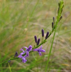 Caesia calliantha (Blue Grass-lily) at Captains Flat, NSW - 5 Dec 2024 by Csteele4