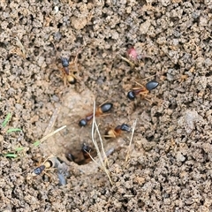 Camponotus consobrinus (Banded sugar ant) at Wodonga, VIC - 30 Nov 2024 by KylieWaldon