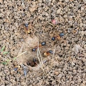 Camponotus consobrinus (Banded sugar ant) at Wodonga, VIC by KylieWaldon