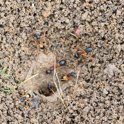 Camponotus consobrinus (Banded sugar ant) at Wodonga, VIC - 30 Nov 2024 by KylieWaldon