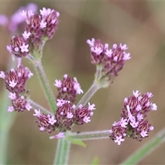 Verbena sp. at Wodonga, VIC - 30 Nov 2024 by KylieWaldon