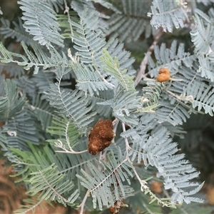 Acacia dealbata subsp. dealbata (Silver Wattle) at Wodonga, VIC by KylieWaldon