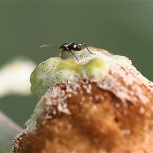 Unidentified Shield, Stink or Jewel Bug (Pentatomoidea) at Wodonga, VIC by KylieWaldon