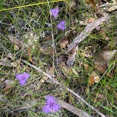 Thysanotus tuberosus at Bonny Hills, NSW - 22 Oct 2024 by pls047