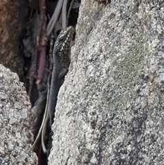 Egernia saxatilis (Black Rock Skink) at Rendezvous Creek, ACT - 5 Dec 2024 by jmcleod