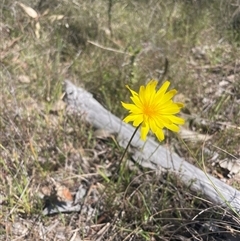 Microseris walteri (Yam Daisy, Murnong) at Throsby, ACT - 10 Oct 2024 by leith7