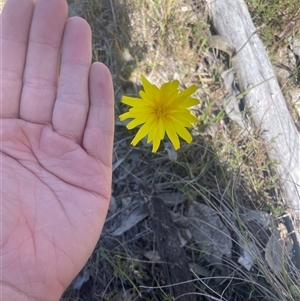 Microseris walteri at Throsby, ACT - 10 Oct 2024