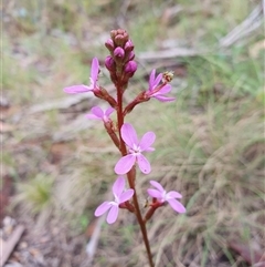 Stylidium graminifolium (grass triggerplant) at Rendezvous Creek, ACT - 5 Dec 2024 by jmcleod