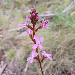 Stylidium graminifolium at Rendezvous Creek, ACT - 5 Dec 2024 09:17 AM