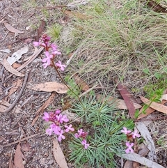 Stylidium graminifolium at Rendezvous Creek, ACT - 5 Dec 2024 09:17 AM