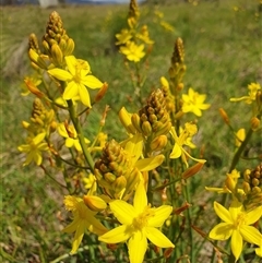 Bulbine bulbosa (Golden Lily, Bulbine Lily) at Rendezvous Creek, ACT - 4 Dec 2024 by jmcleod