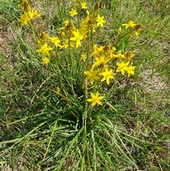 Bulbine bulbosa at Rendezvous Creek, ACT - 5 Dec 2024 10:16 AM