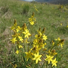 Bulbine bulbosa at Rendezvous Creek, ACT - 5 Dec 2024 10:16 AM