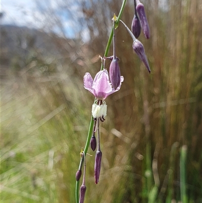 Arthropodium milleflorum (Vanilla Lily) at Rendezvous Creek, ACT - 5 Dec 2024 by jmcleod