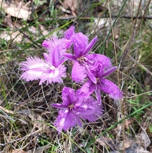 Thysanotus tuberosus subsp. tuberosus at Rendezvous Creek, ACT - 5 Dec 2024 11:32 AM