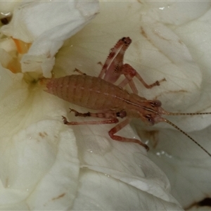 Tettigoniidae (family) at Scullin, ACT - 1 Dec 2024