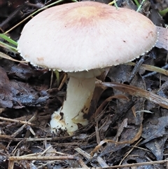 Agaricus sp. (Agaricus) at Uriarra Village, ACT - 9 Jun 2024 by KenT