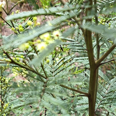 Acacia parramattensis (Parramatta Green Wattle) at Watson, ACT - 5 Dec 2024 by abread111