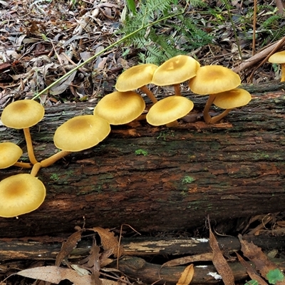 Armillaria luteobubalina (Australian Honey Fungus) at Uriarra Village, ACT - 10 Jun 2024 by KenT